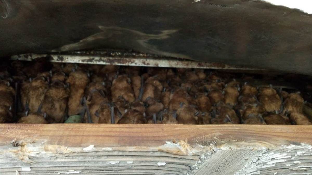 В Днепре на Красном Камне в квартире нашли более 700 летучих мышей