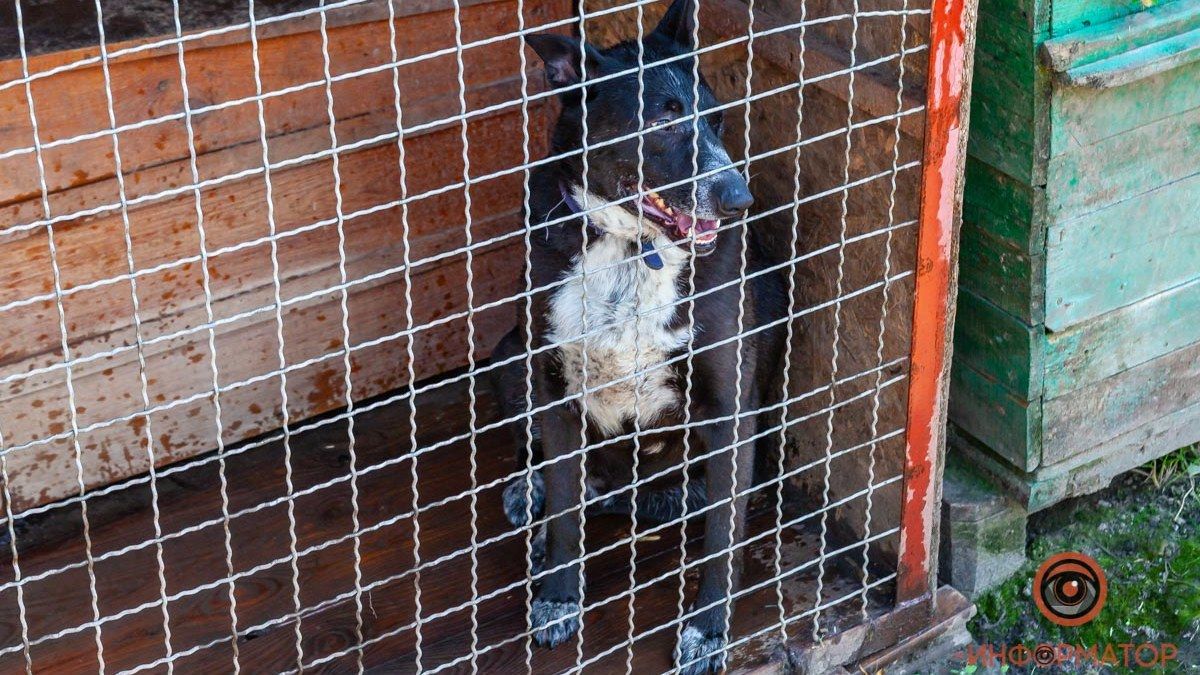 Напади собак: статистика, самооборона, домедична допомога, наявність вакцин