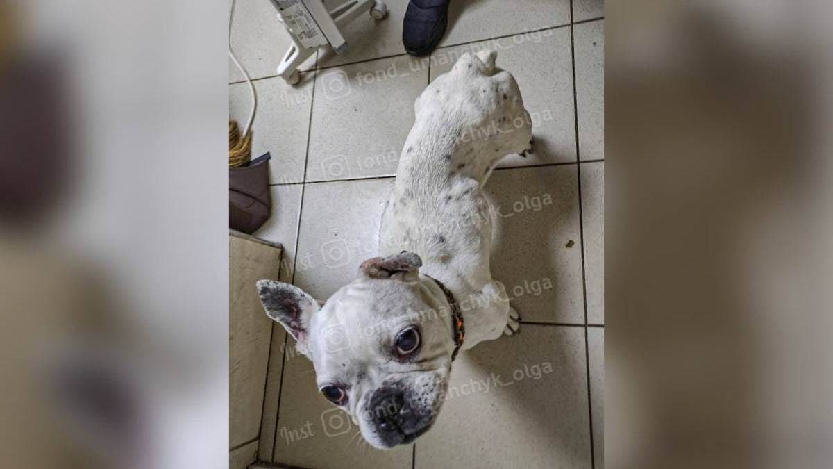 В Днепре бульдога довели до истощения: помогите спасти