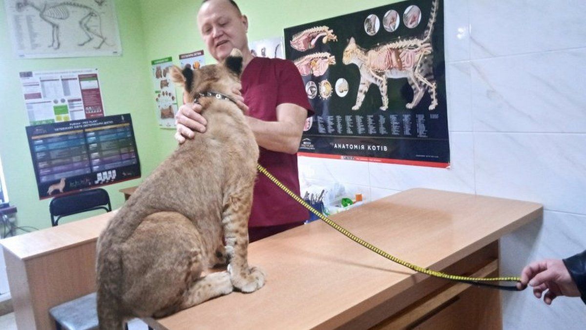 В Кривом Роге слепнет львенок, который живет у местного жителя: что говорят специалисты