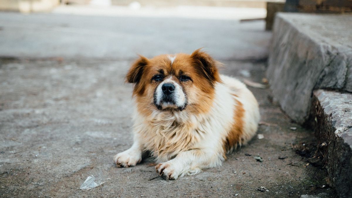 Гематомы, онкология и язвы роговицы: каким животным в Днепре нужна помощь
