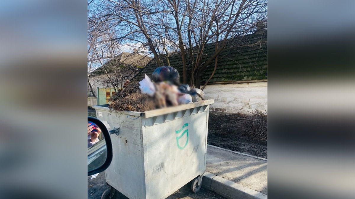 Жертвоприношение или шутка: в Днепре на Коммунаре в мусорном баке нашли две козьих головы