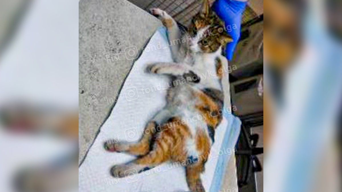В Днепре спасают кошку, которая упала с большой высоты