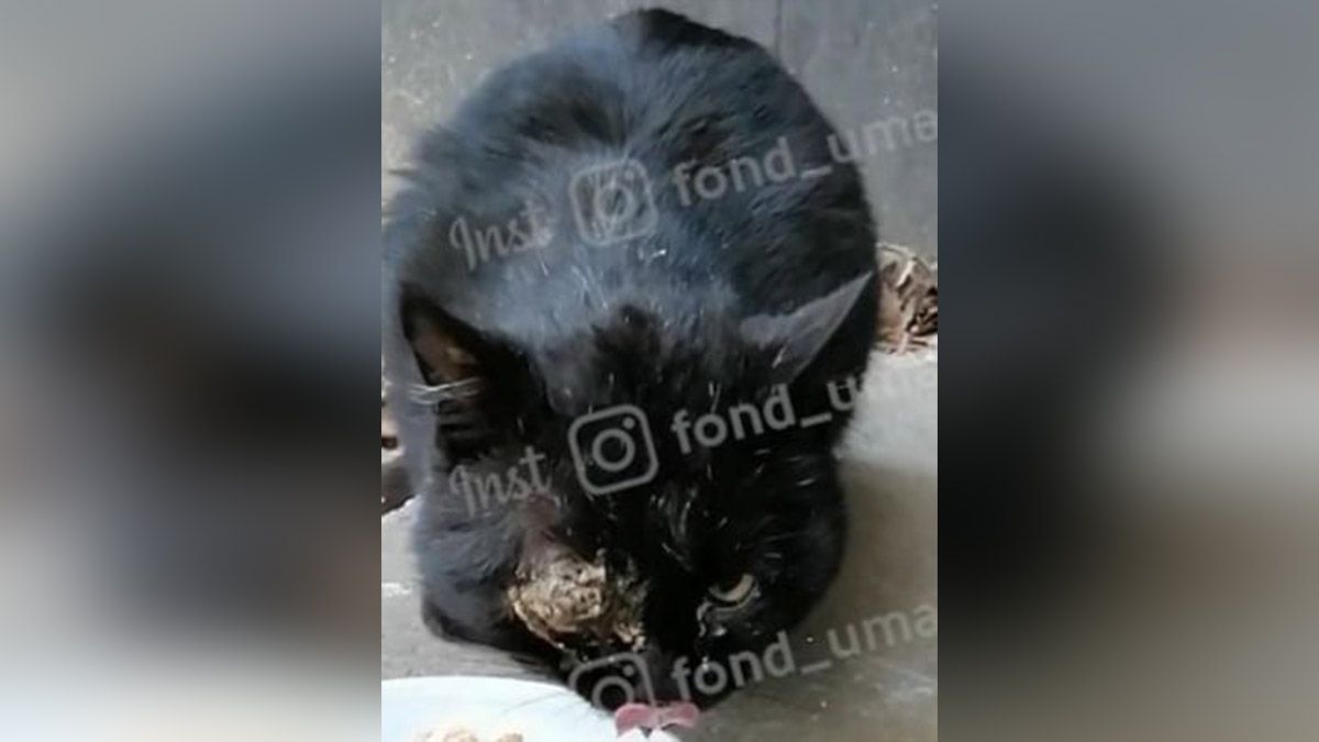 В Днепре спасают кота с травмой глаза