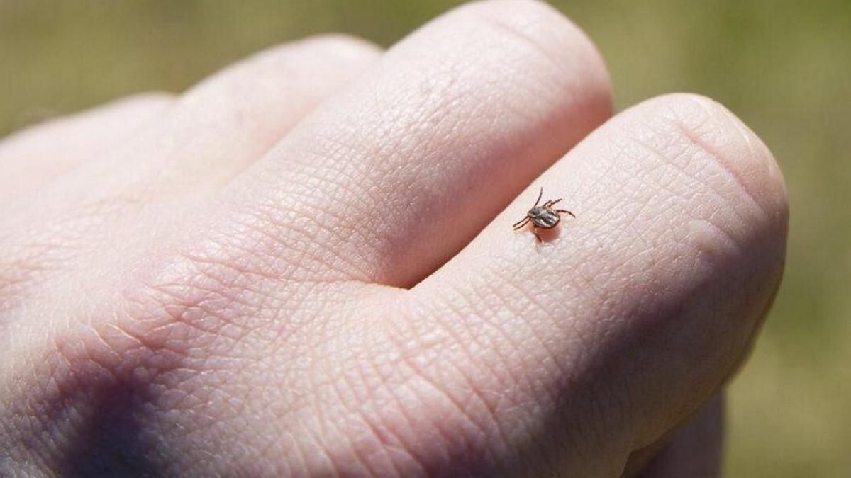 Начался сезон клещей: как себя уберечь