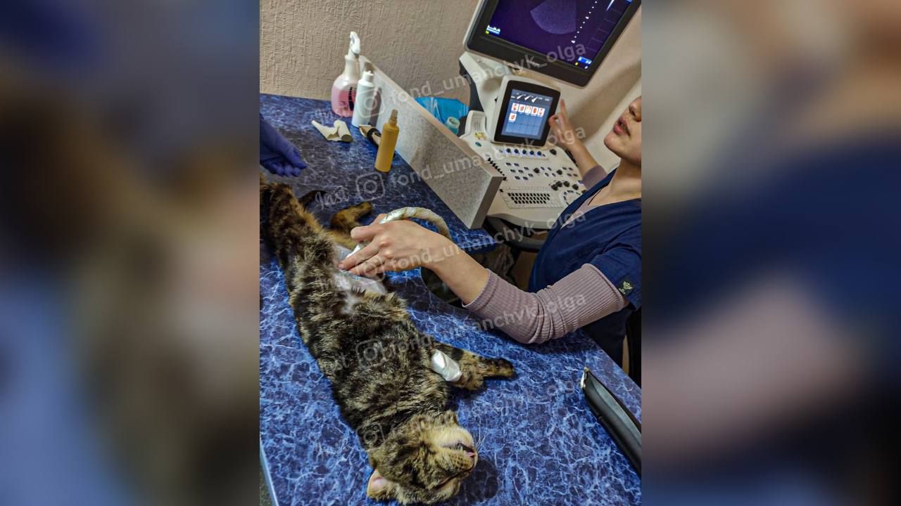 В Днепре спасают кота с травмой позвоночника, головы и оторванным хвостом