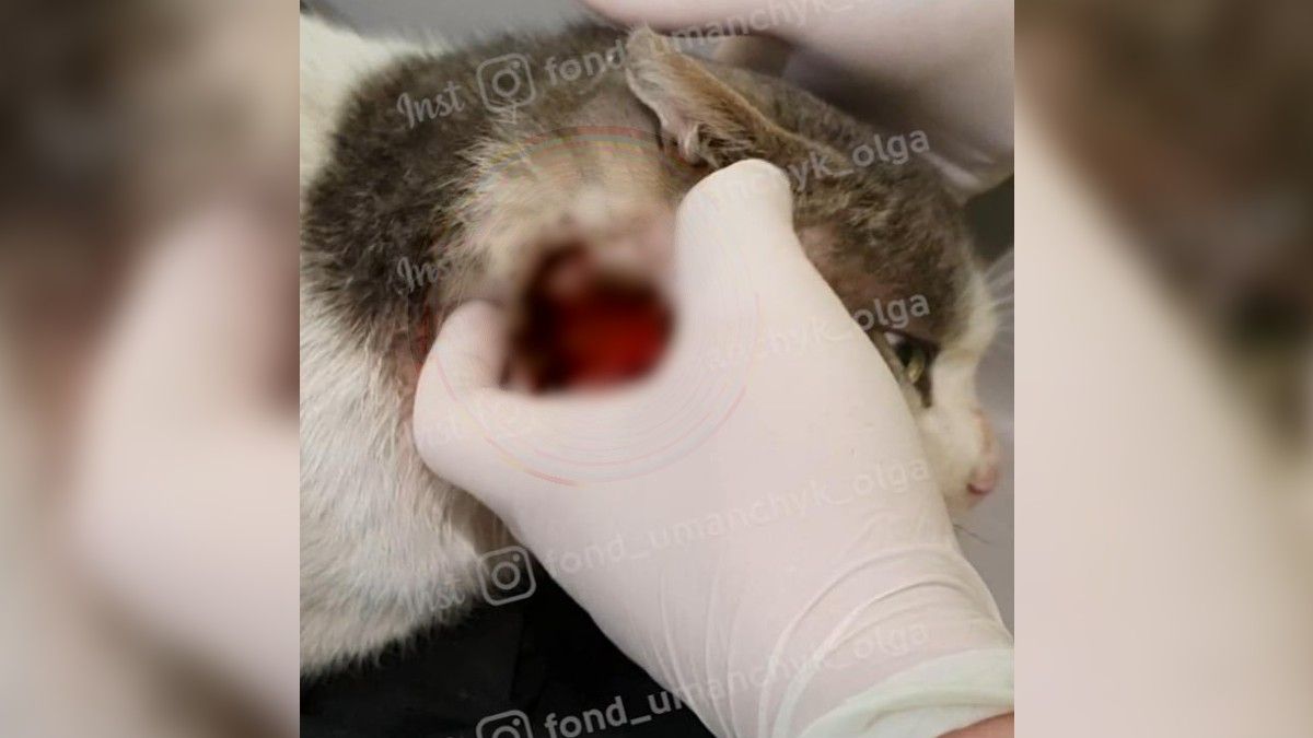 В Днепре спасают кота, которого порвала собака