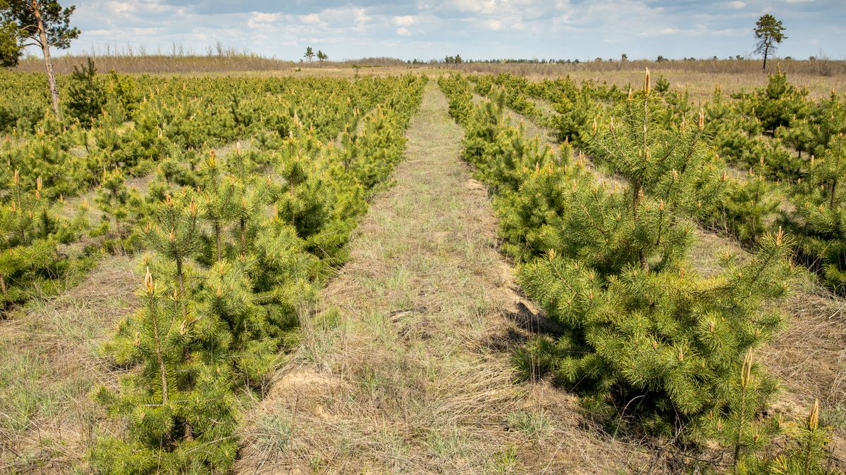 В этом году в Днепропетровской области высадили около 170 гектаров лесов