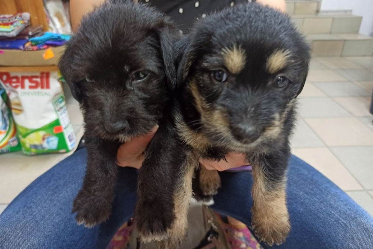 В Днепре на Сичеславской Набережной щенки упали в воду и не могли выбраться: на помощь пришли спасатели