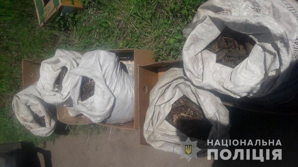 В Днепропетровской области изъяли 80 килограммов раков