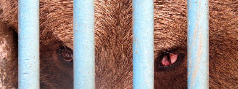 До свидания, наш ласковый мишка: Днепровская медведица переезжает в заповедник (ФОТО, ВИДЕО)
