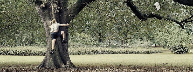 И смех, и грех: в Днепре вор-неудачник прятался на дереве от собаки