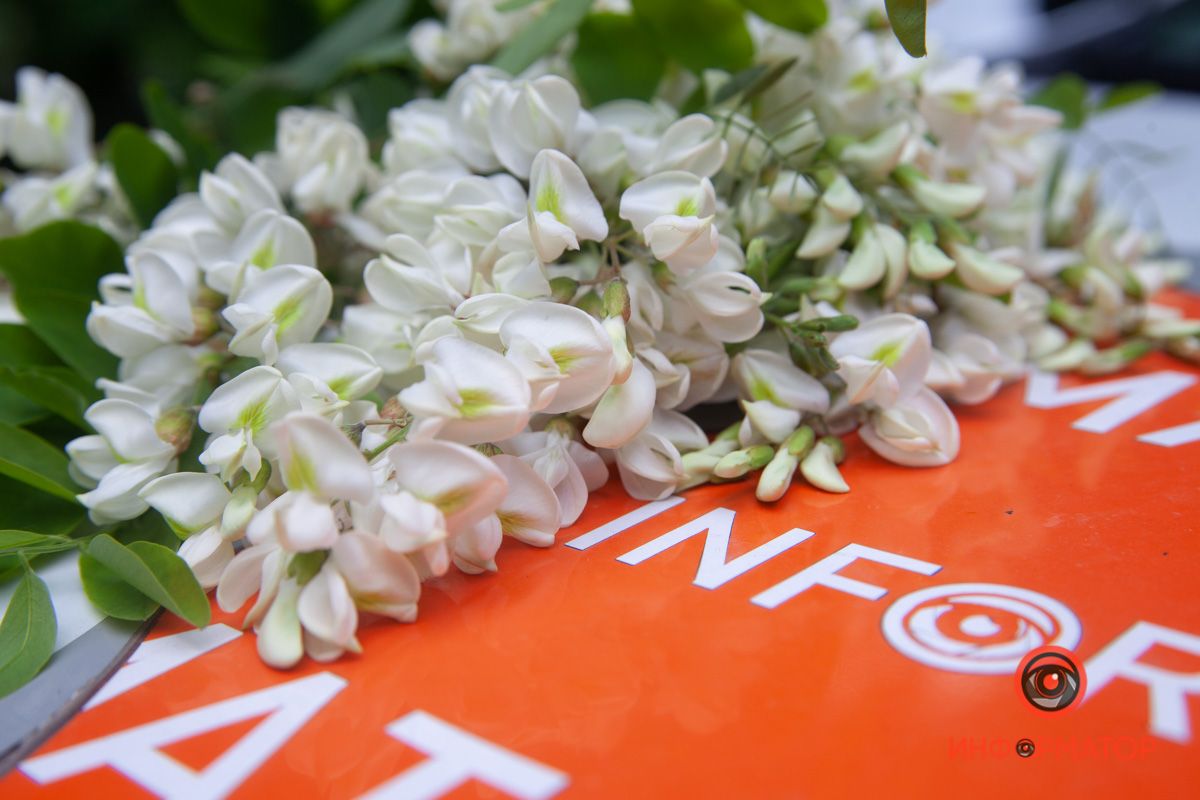 Сладкий аромат окутал город: в Днепре цветет акация