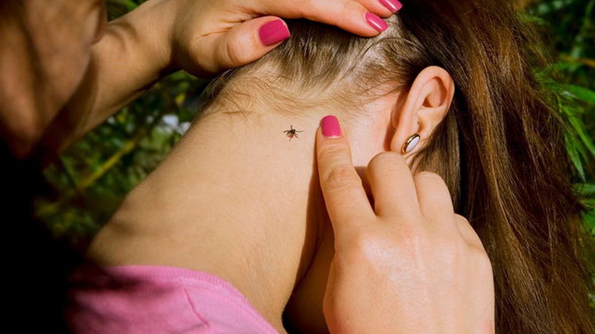 Сезон клещей в Днепре: как уберечь себя и питомца