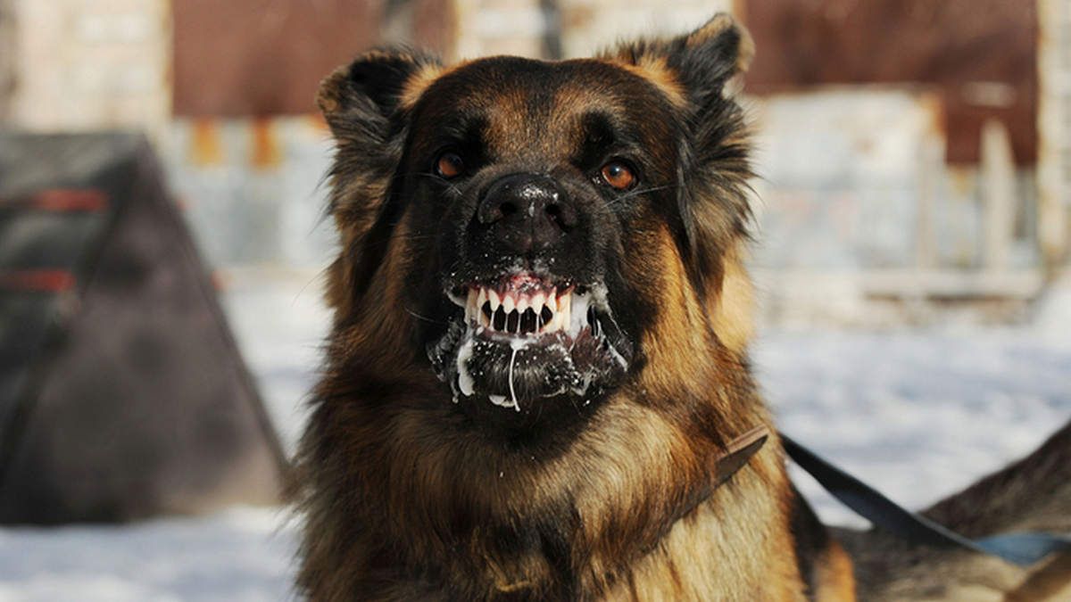 В Днепре и области у животных обнаружили бешенство