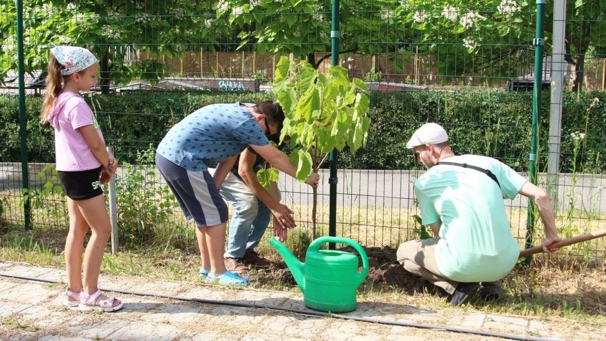 В Днепре в Новокодакском парке переселенцы высадили аллею павловний в знак благодарности