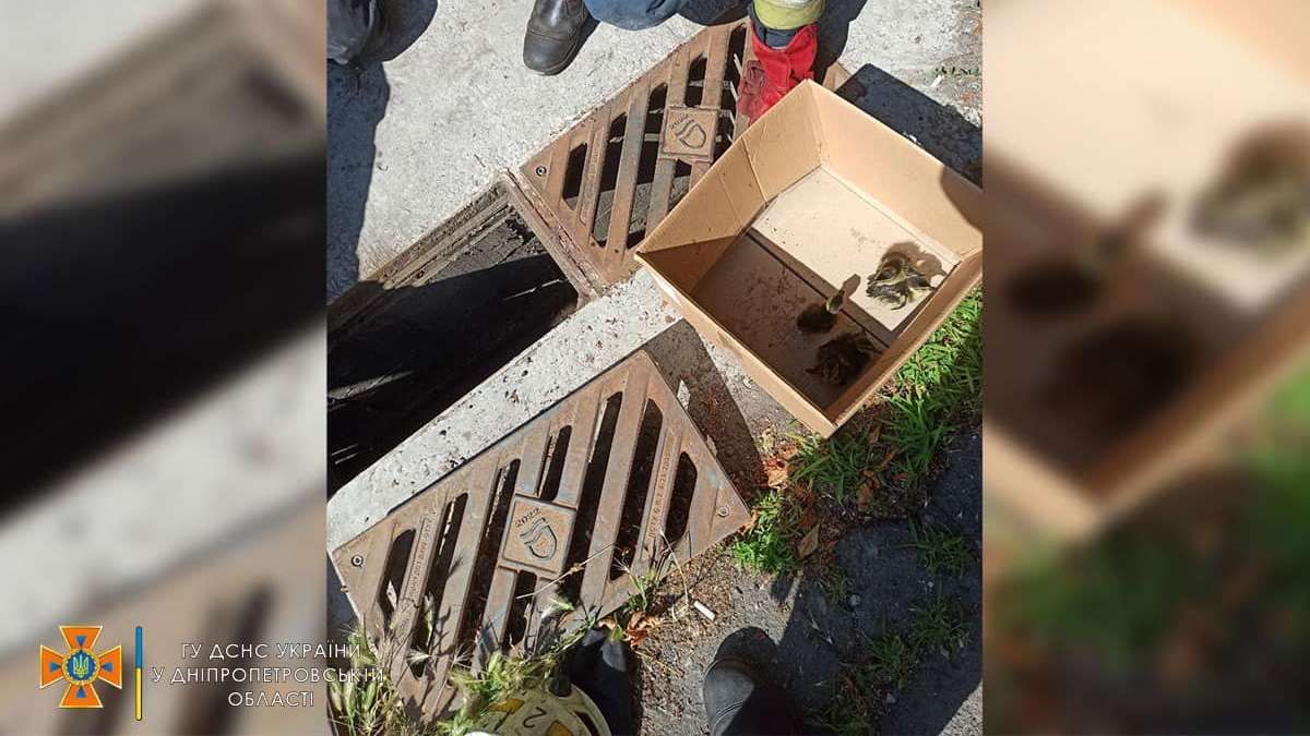 В Днепре спасли утят, которые упали в канализационный сток