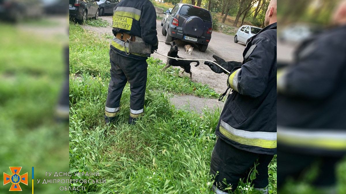 В Днепре на Данила Нечая собака провалилась в коллектор