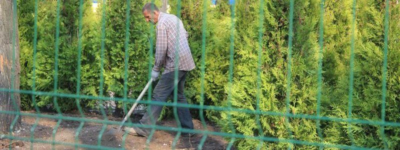 На Аллее памяти возле ОГА посадили 180 туй