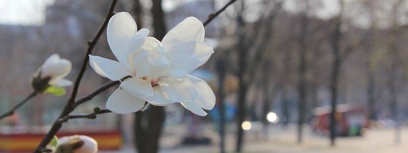 Красота природы: в Днепре зацвела магнолия