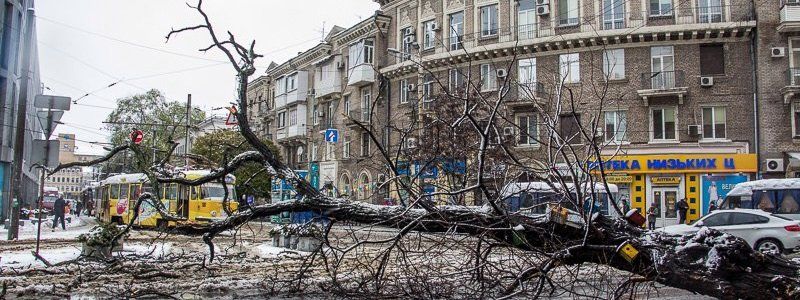 Возле Пассажа упало дерево: проезд транспорта заблокирован