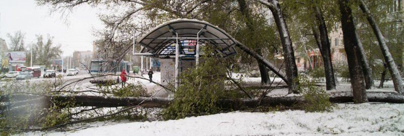 На Победе дерево упало на остановку