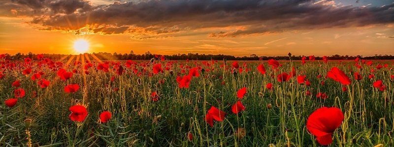 Страны мира с богатейшей природой: на каком месте Украина