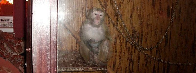 Из парка Глобы прогнали незаконную выставку диких животных