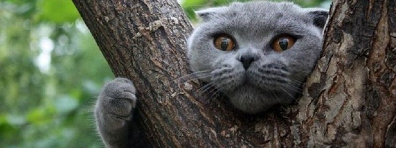 В Днепре спасатели помогают хозяевам вернуть своих питомцев