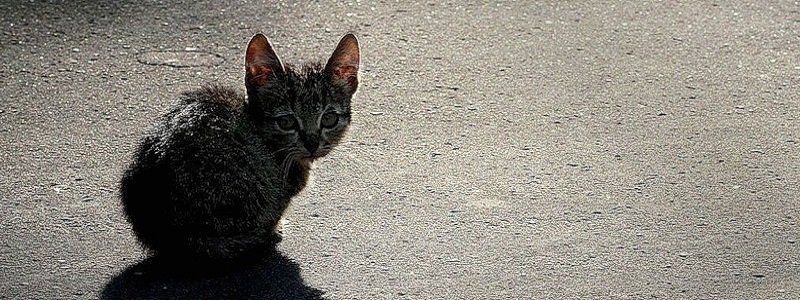 Жестокий бизнес: как в Днепре наживаются на котятах и щенках