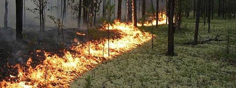 Лесной пожар на Гаванской: с огнем боролись патрульные и спасатели