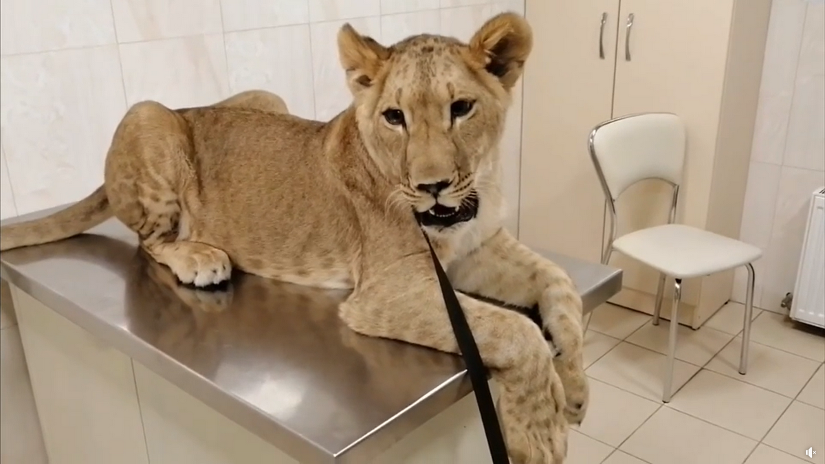 Спортивные достижения и лечение львенка: топ хороших новостей недели