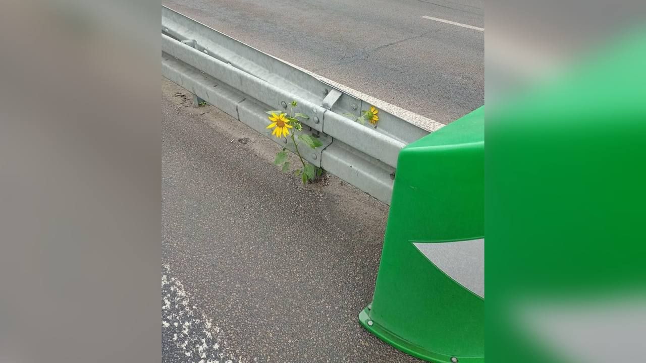 В Днепре на Слобожанском среди дороги выросли подсолнечники