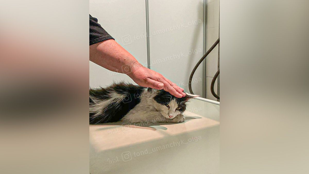 Розбита голова та куля в ребрі: у Дніпрі рятують життя котика
