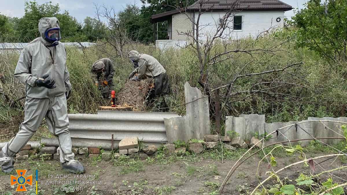 У Дніпрі поселився рій шершнів: довелося викликати рятувальників