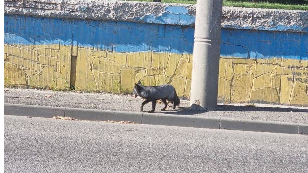 Ледь не потрапила під машину: у Дніпрі на Богдана Хмельницького помітили чорно-буру лисицю