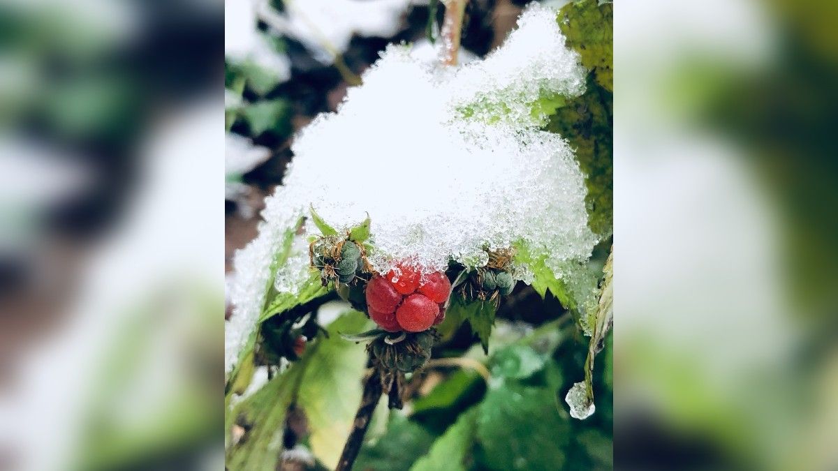Если бы у Днепра был Instagram: топ фотографий заснеженного города