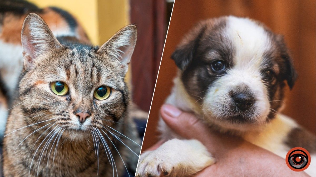 Муркотики та песики шукають господарів: де у Дніпрі знайти вірного друга