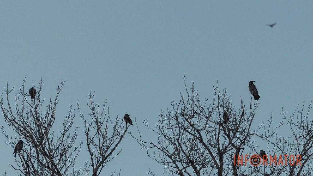Погода на 8 січня: у Дніпрі буде мінлива хмарність