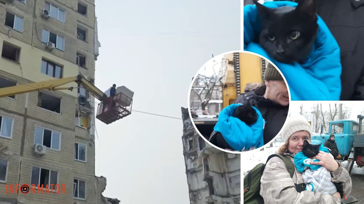 У Дніпрі врятували кішечку, яка понад два тижні чекала своїх хазяїв у зруйнованому будинку на Перемозі