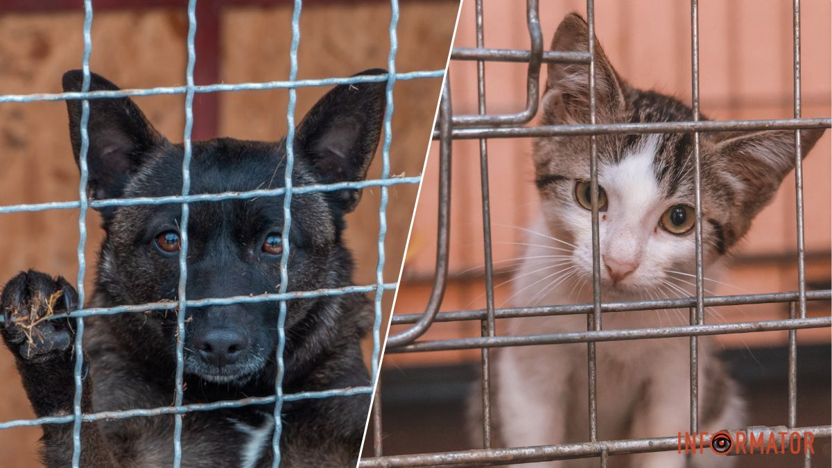 Прострілена лапа, набряк легенів, куля в животі: які тварини потребують допомоги у Дніпрі