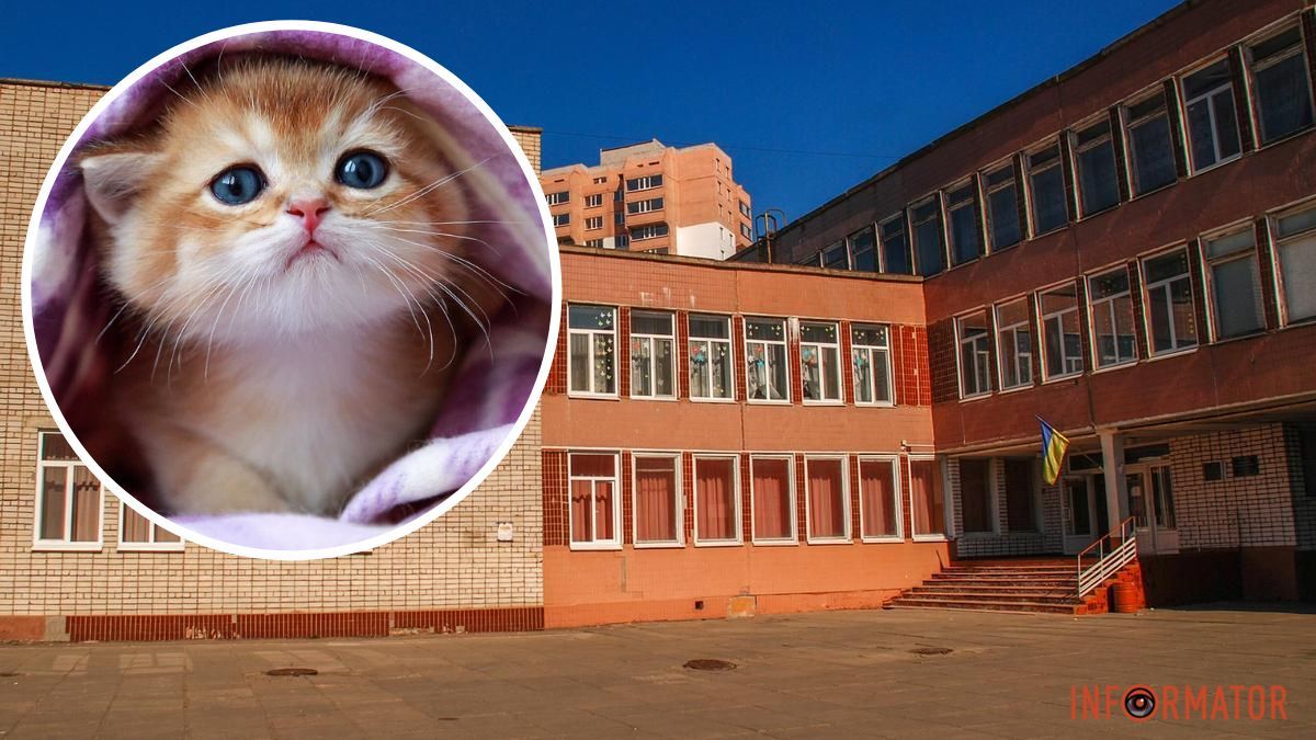 Що кажуть у гімназії: в підвалі навчального закладу у Кам’янському знайшли трупи котів