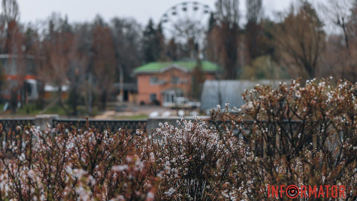 Весняна краса: у Дніпрі зацвіли дерева
