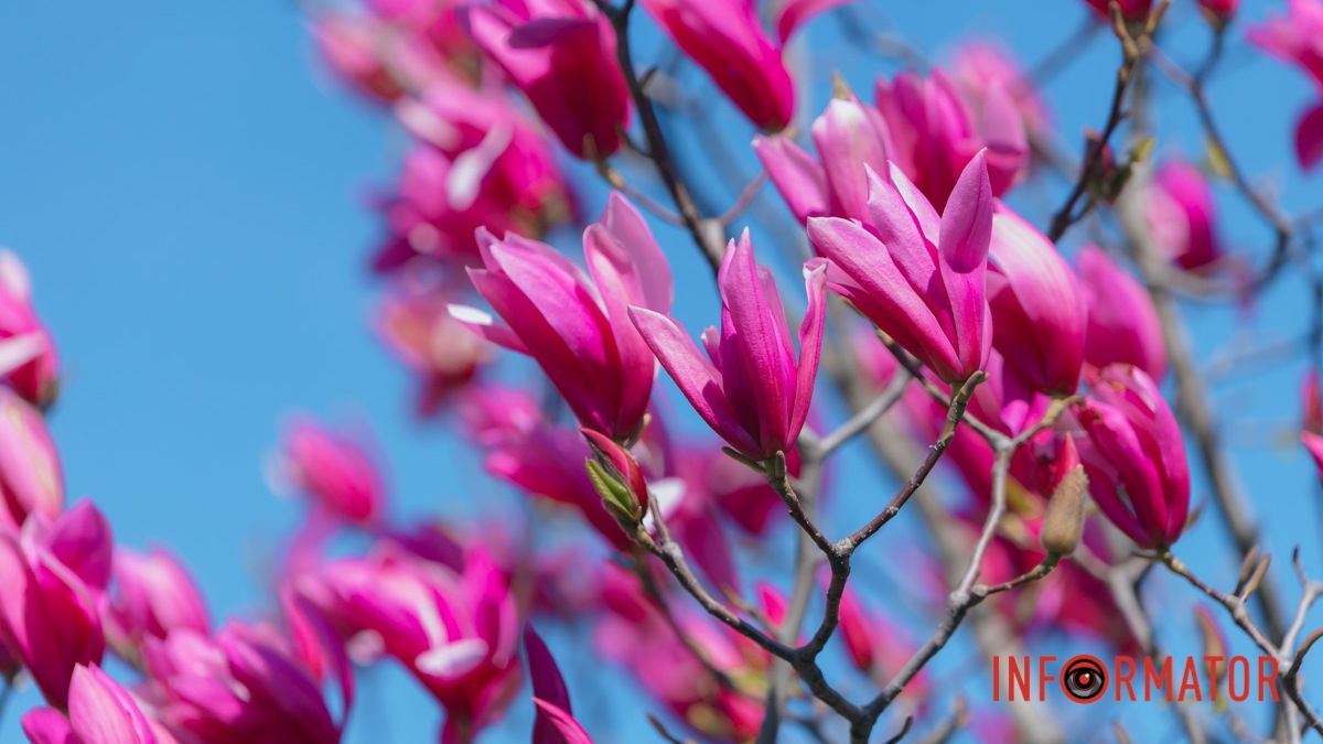 До +16 та сонячно: прогноз погоди у Дніпрі на 24 квітня