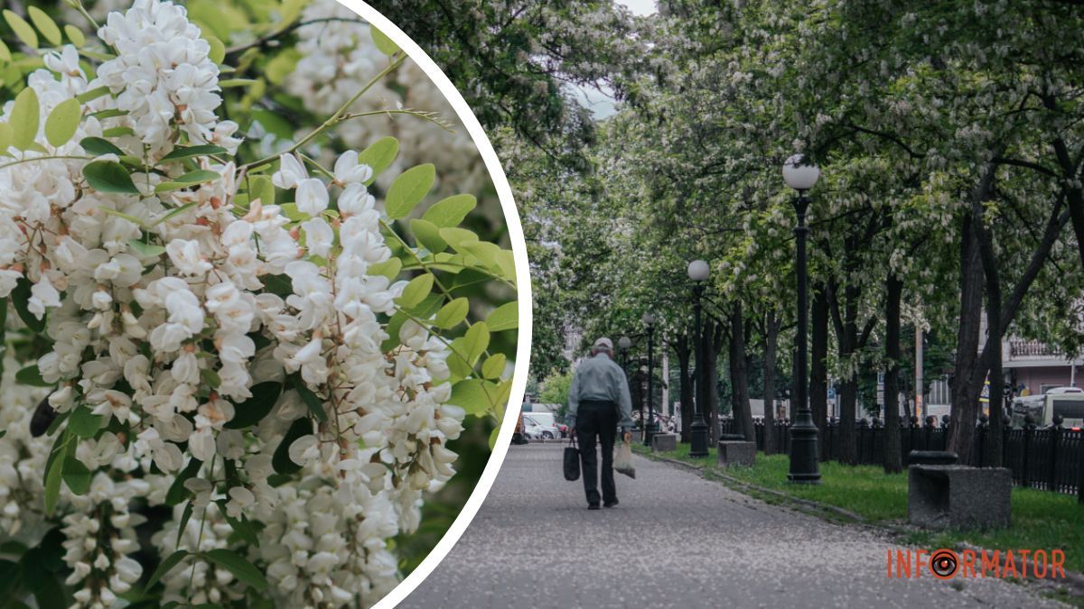 Неймовірно ніжна та запашна краса: у центрі Дніпра зацвіла акація