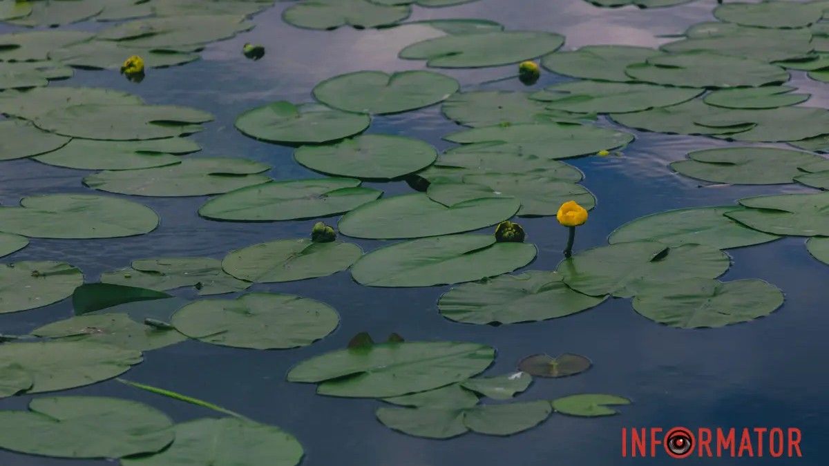 Погода на 17 июня: в Днепре будет слабая облачность