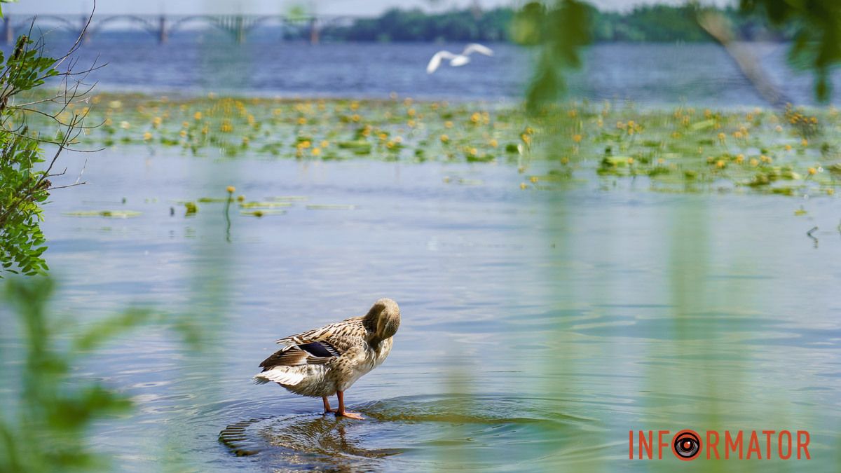 В Днепре будет тепло: прогноз погоды на 22 июня