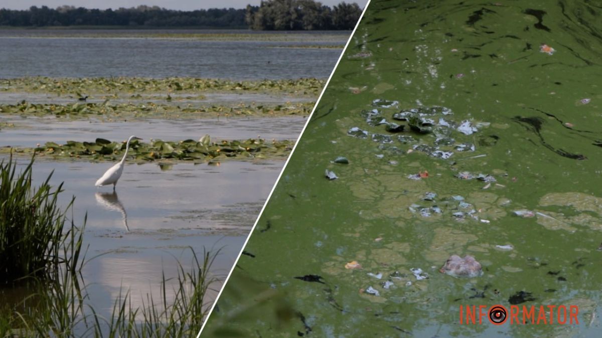 Вонь и зеленые разводы: в Днепре "цветут" водоемы