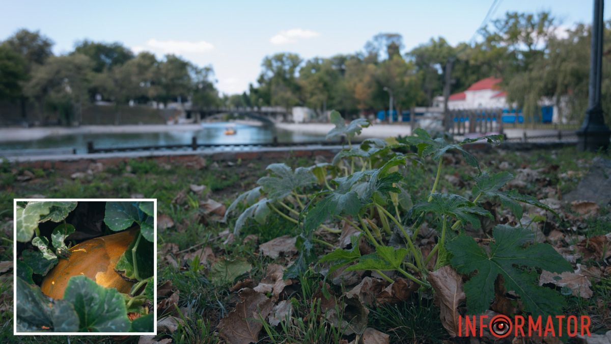 У парку в центрі Дніпра з’явився справжній город