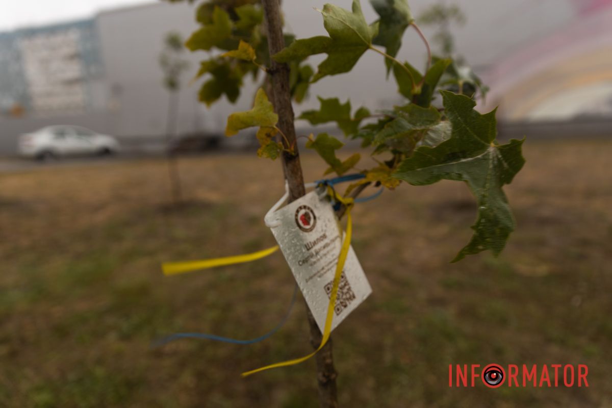 У каждого дерева на этой Аллее есть QR-код павшего бойца У каждого дерева на этой Аллее есть QR-код павшего бойца